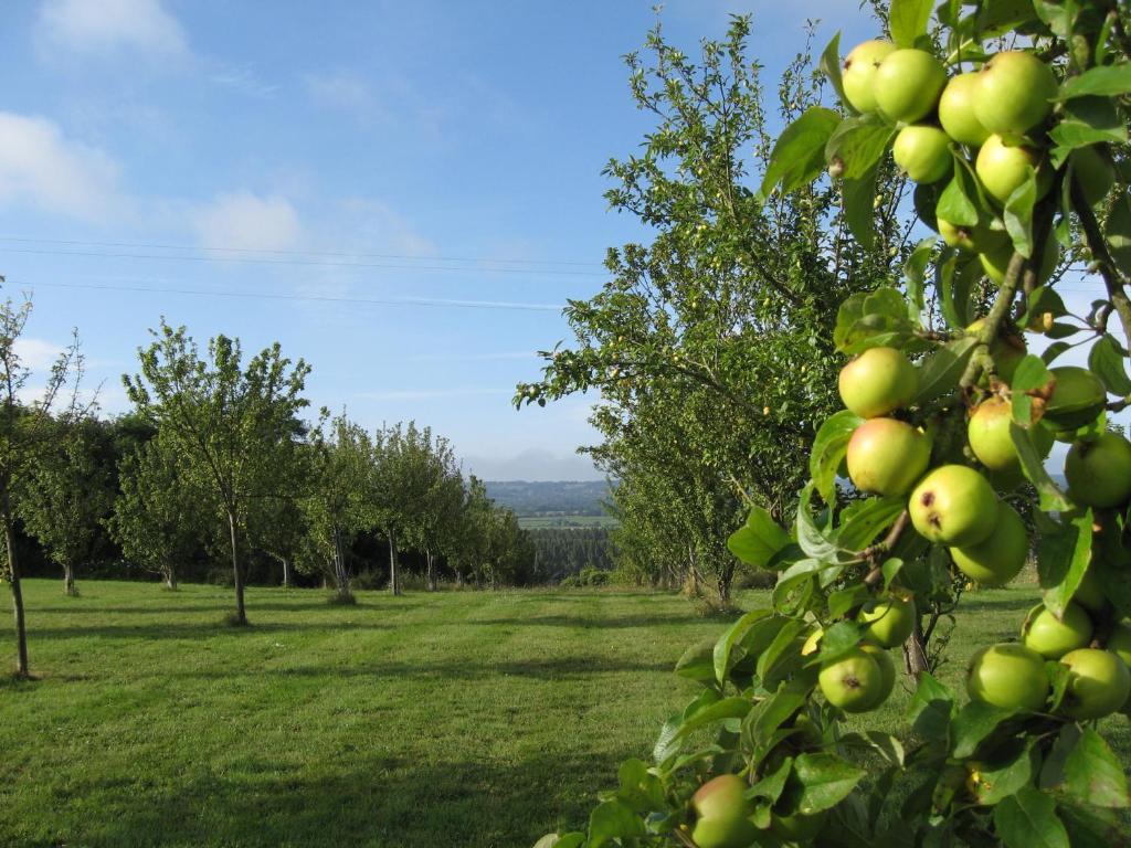 Le Mont D'Auge Bed & Breakfast Canapville  Exterior photo